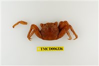 藏品(鱗形斜紋蟹)的圖片